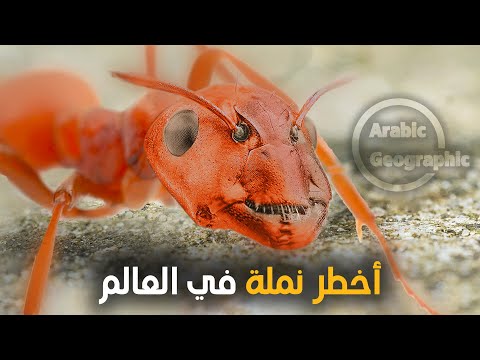 جيوش النمل الناري الذي يغزو ويرعب العالم بأكمله لا يمكن إيقافه الحيوانات والحياة البرية
