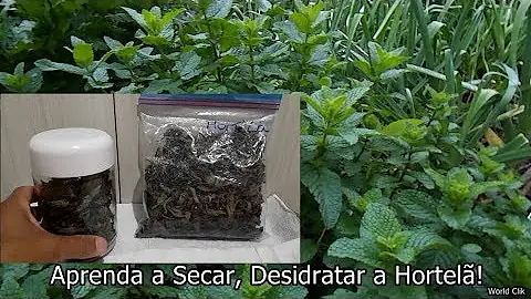 Quais ervas posso secar?