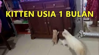 BAYI KUCING PERSIA MEDIUM USIA 1 BULAN with Subtitle | VLOG #161