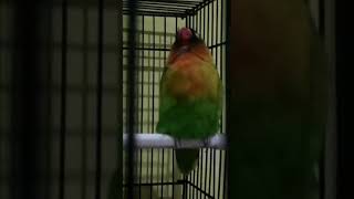 Download Lagu Lovberd konslet MP3