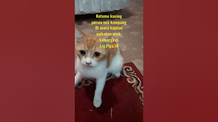 Watch the video about KUCING PERSIA MIX KAMPUNG #shorts #viralshorts #shortvideo @Indrayati(Oreo & family)