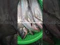 CÁ CHÈN RĂNG - ĐẶC SẢN CÁ SÔNG THIÊN NHIÊN NHIÊN AN GIANG