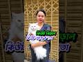 আপু কতো বিড়াল | কিউট আপুর বিড়াল টি কতো | apu koto Persian biral ti | cat market | cat lovers