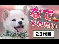 豆助、撮影終わりの楽しみは…【柴犬・豆柴】