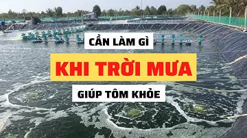 Lưu Ý Khi Nuôi Tôm Mùa Mưa | Nguyễn Minh Quốc #55