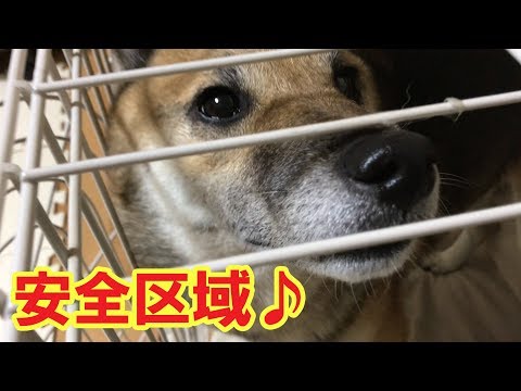 柴犬リキとリコ 平和主義なリキの安全対策♪ 【かわいい】Shiba inu Riki and Riko. Riki is a pacifist