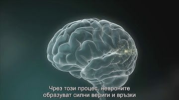 Experiences Build Brain Architecture (Bulgarian)