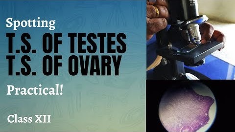 Spotting : T. S. OF TESTIS & T. S. OF OVARY | Biology practical | Class XII