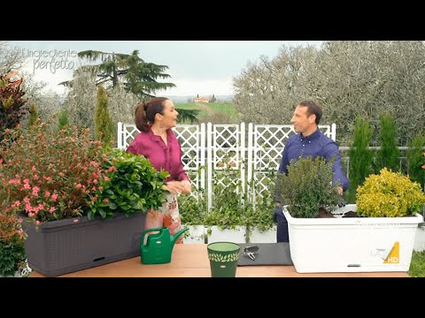 Video: Piante annuali nel sud-ovest: fiori annuali per gli stati del sud-ovest