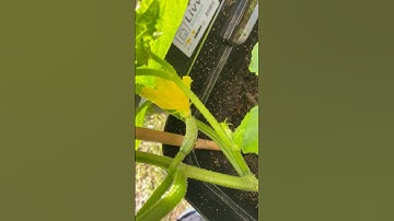 First Garden Cucumbers Are Almost Ready! 🥒🌱 #garden #gardening #tomatoes #agriculture