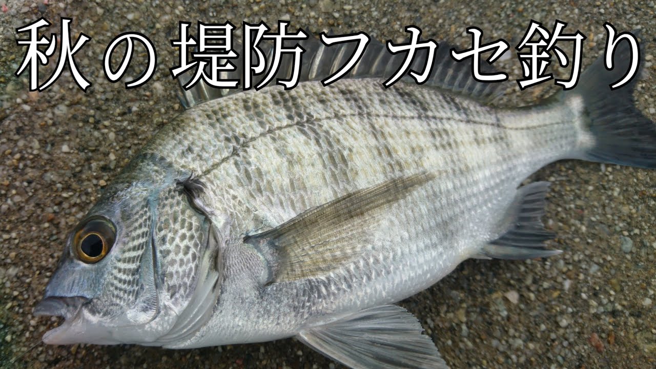 2020年10月釣行記録 【神戸】防波堤でグレ、チヌ、アジ！ダイワ