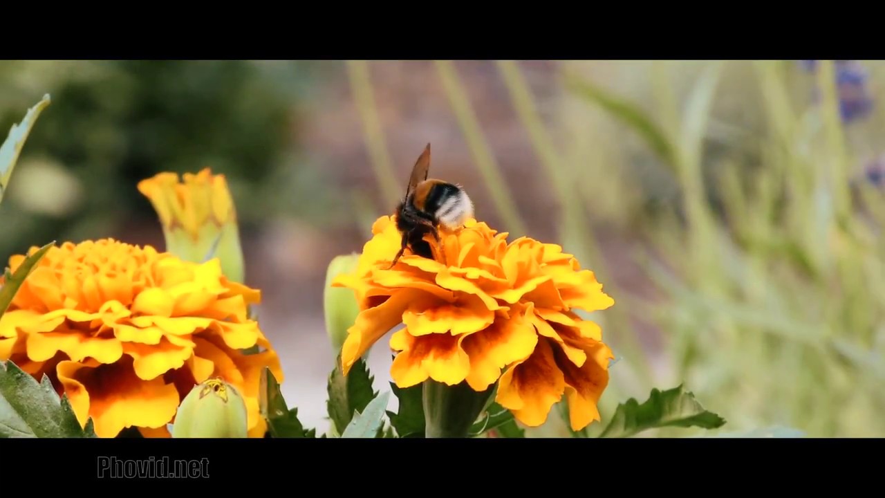 Butterflies and bee in close-up | tauriņi un bites tuvplānā