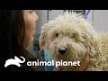 A emocionante transformação do cachorro Cream | Família ao Resgate | Animal Planet Brasil