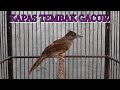 Kapas Tembak Gacor Cocok Buat Masteran Murai Batu Cucak Ijo Kacer Dll Mp3 - Mp4 Download