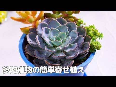 多肉植物の簡単寄せ植え Youtube 多肉植物の簡単寄せ植え Youtube