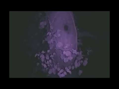 Bechstein's bat at a PRF. Trigger time comparison to a SpyPoint camera