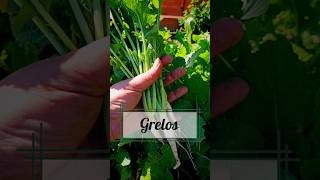 Los grelos y los nabos #delhuertoalamesa