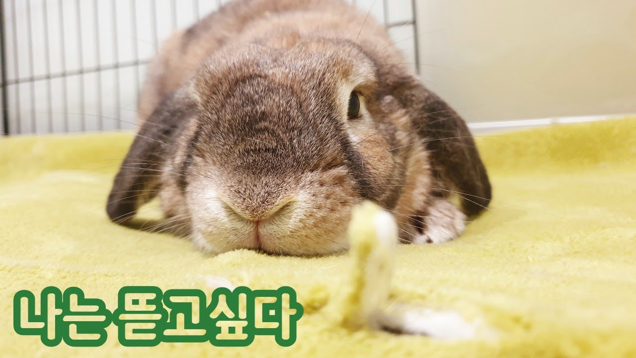 토끼의 땅 파는 습성 카펫 바닥을 지켜보자 / Rabbit digging behavior how to protect your