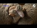 «Астрахань 24» о фаворитах всероссийской выставки племенных овец и коз