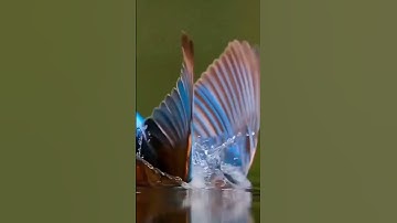 سورة الشورى 27 ⁦| مختار الحاج
