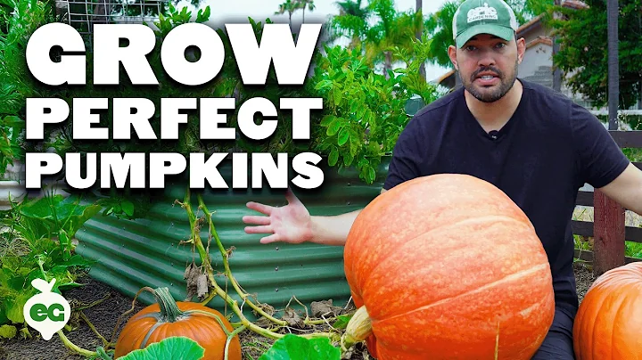 Here's How To Grow MASSIVE Pumpkins Before Halloween