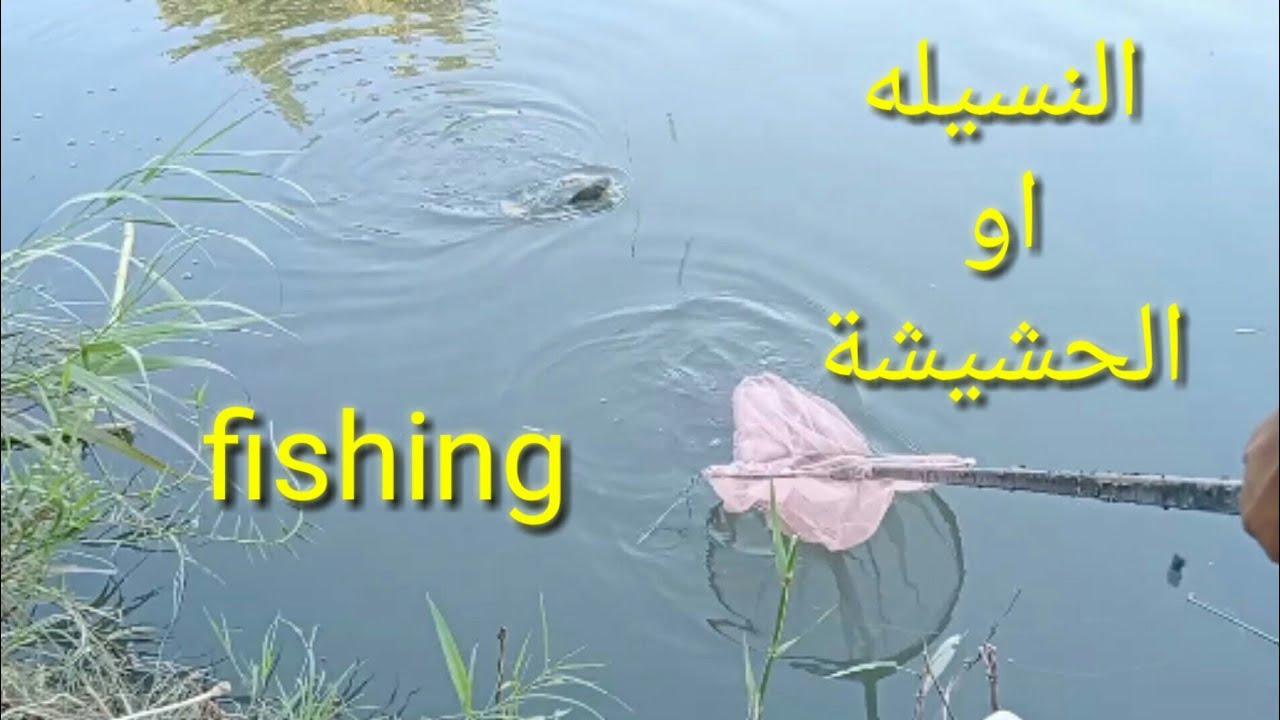 صيد النسيله او الحشيشه فى بولين🔥