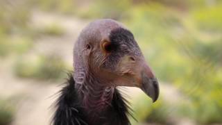 200th Condor Chick Hatched at the San Diego Zoo Safari Park