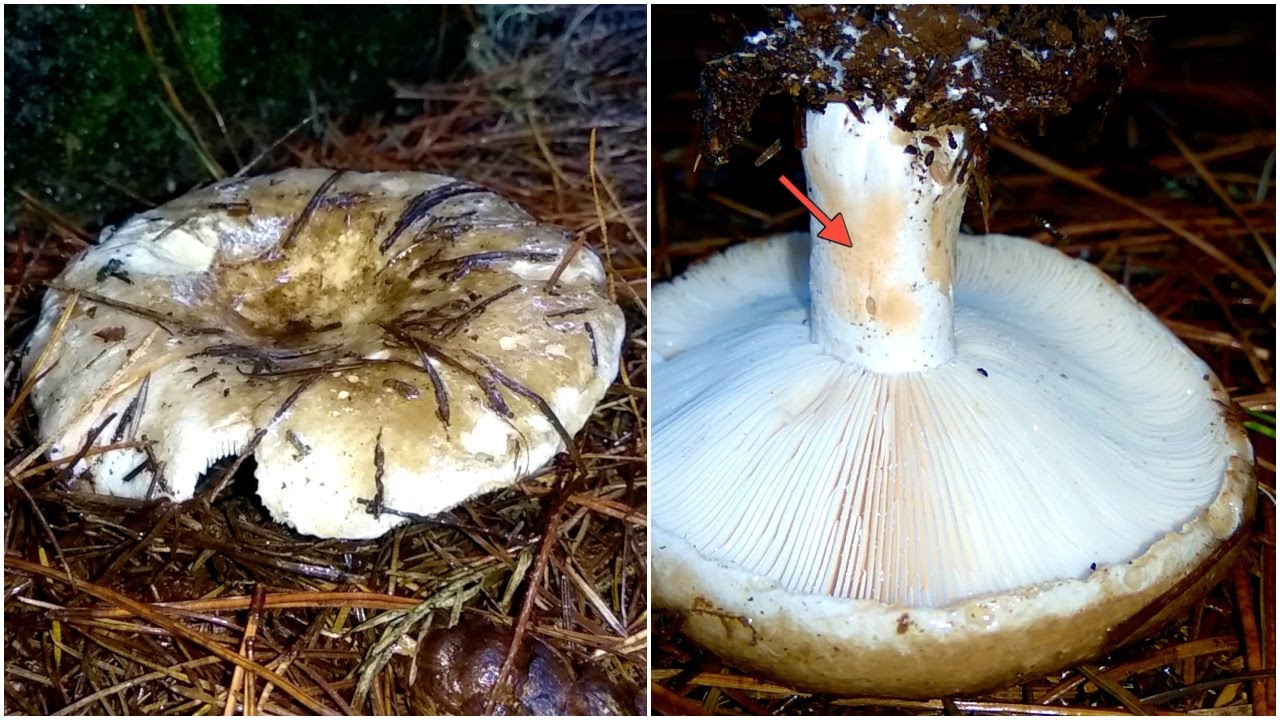 A Brittlegill that gets reddish (Russula acrifolia or Russula densifolia?)
