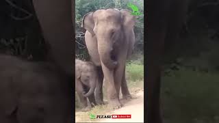 elephant mother and baby Lanka Wild #youtubeshorts