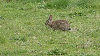 Easter bunnies!