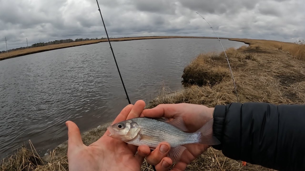 Tuckahoe NJ Perch Fishing (Part 2)