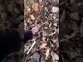 POV: Shed Hunting