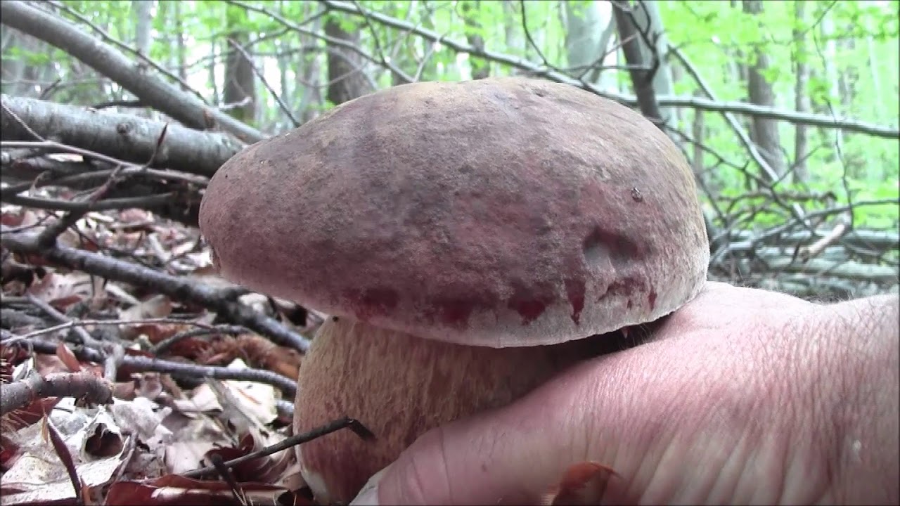 FUNGHI PORCINI 2018.i rossi di maggio YouTube