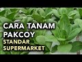 CARA TANAM PAKCOY HIDROPONIK - STANDAR SUPERMARKET