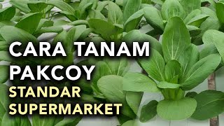 HOW TO PLANT HYDROPONIC PAKCOY - SUPERMARKET STANDARD