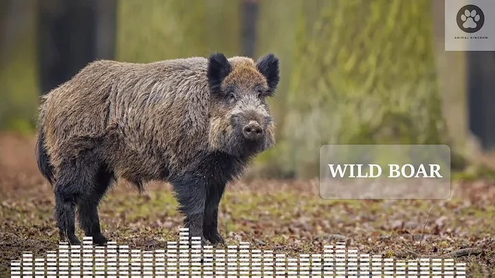 Wild boar sounds at night! Wild hog sounds in dark forest!