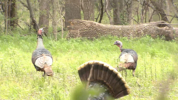 Turkey Smash with Niki Markham - Blood Brothers Tv