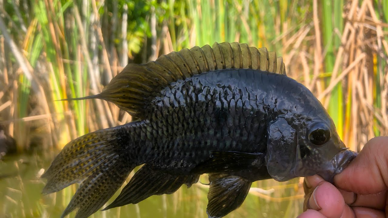 Swamp fishing with bamboo rod - Private lake Suriname