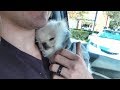 Taking our new puppy to the hospital.. (Stranger drops him on his back)