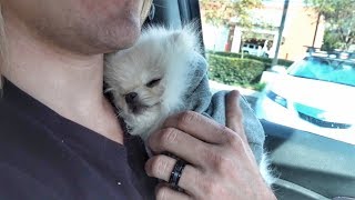 Taking our new puppy to the hospital.. (Stranger drops him on his back)