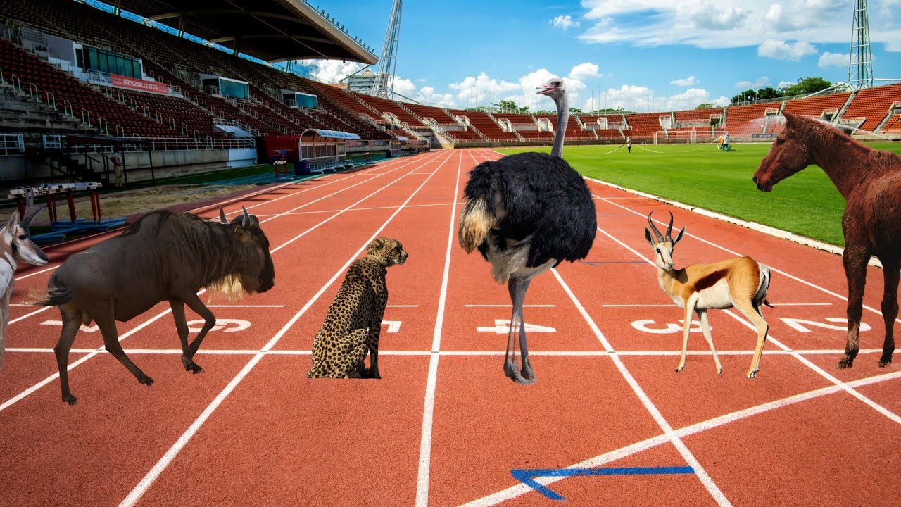 Top 10 Fastest Land Animals YouTube top-10-fastest-land-animals-youtube