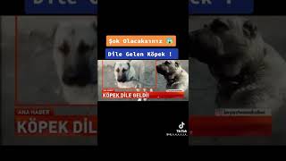 Konuşan Köpek Resmen Dile Geldi