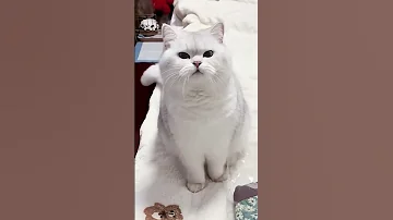 گربه تعمیرات انجام میده و در پوش کف حمام سرجاش می گذاره Shtorts Funny Cute Mm 