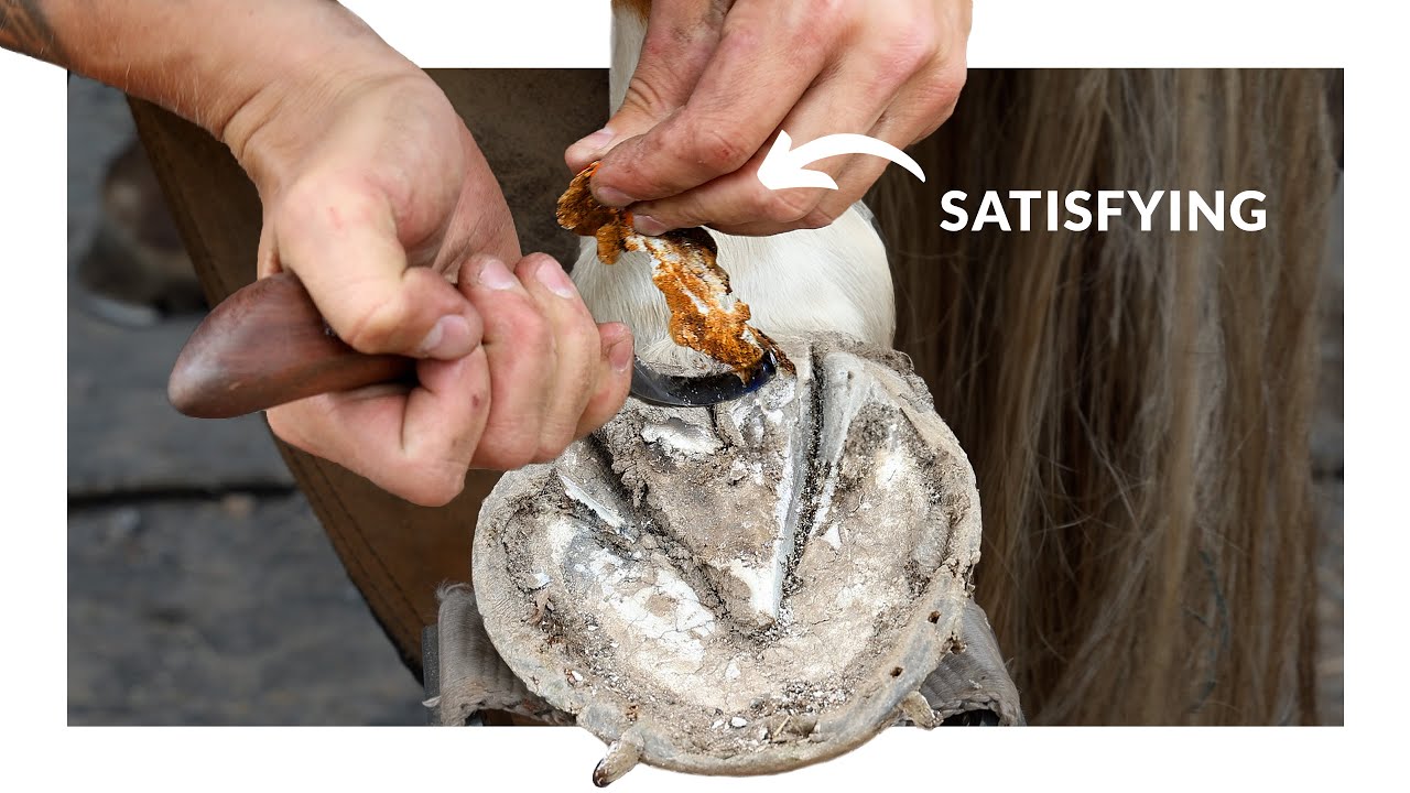 Satisfying Hoof Restoration COMPILATION YouTube