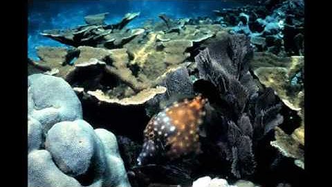 Acidic Seas - Slideshow - KQED QUEST