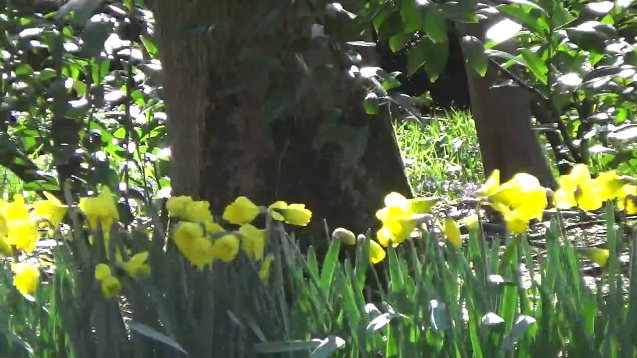 Trumpet Daffodil Bulbs "Dutch Master" - DutchGrown.com