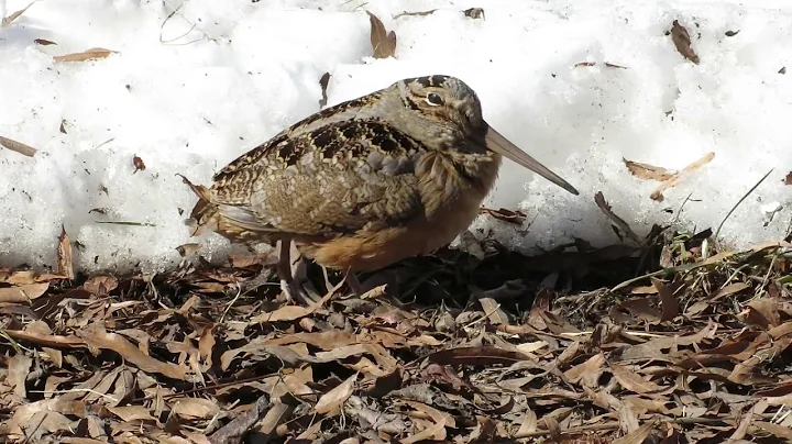 American Woodcock walking