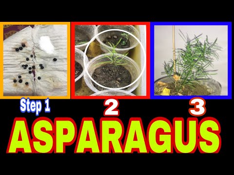 Germination of asparagus fern from seed by Tisue paper method|Asparagus(4+Mupdate)Pak Gardening plus