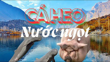 SÔNG MÊ KÔNG - CÁ HEO NƯỚC NGỌT