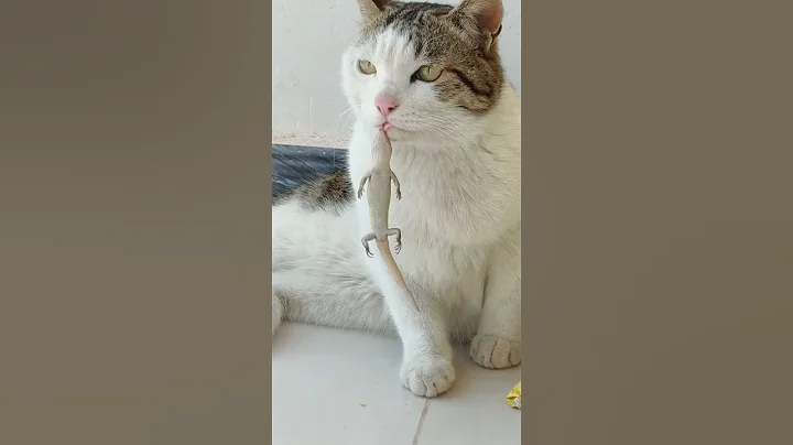 Video 11287061: pets funny cats funniest, cat pets cutest